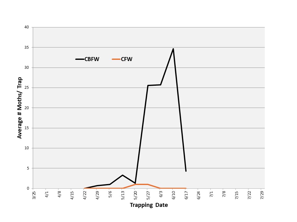 A line graph showing how many cherry and cranberry fruitworms were trapped in west central Michigan in 2024.